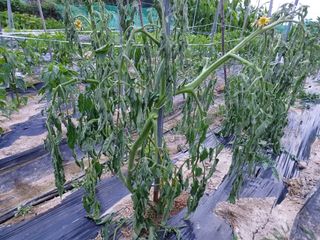 김연홍님의 토마토 · 병해충상담 작성글 사진