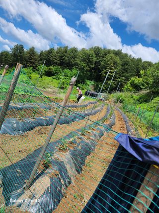 임대운님의 장마 대비 어떻게 하셨나요? · 참여 작성글 사진
