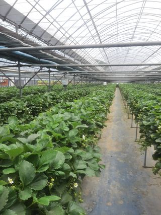 전남양액처님의 딸기 · 병해충상담 작성글 사진