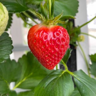 전남양액처님의 딸기 · 병해충상담 작성글 사진