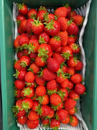 전남양액처님의 딸기 · 병해충상담 작성글 사진