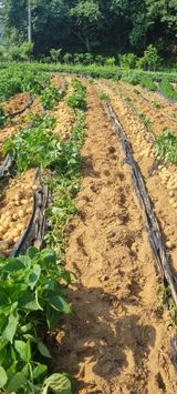 팜모닝 장마 대비 어떻게 하셨나요?·참여 게시글 이미지