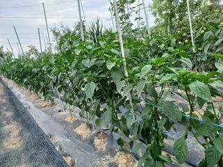 윤춘호 님의 장마 대비 어떻게 하셨나요? · 참여 작성글 사진