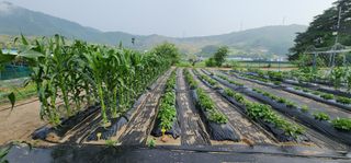 골골님의 장마 대비 어떻게 하셨나요? · 참여 작성글 사진