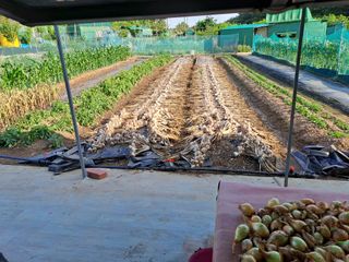 조수호님의 마늘 · 수확 작성글 사진