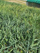 팜모닝 장마 대비 어떻게 하셨나요?·참여 게시글 이미지