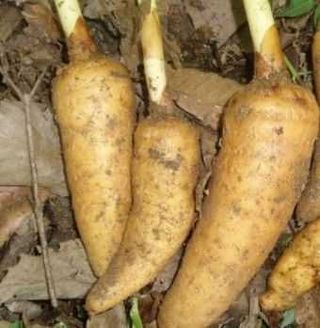 김성종님의 오이 · 병해충상담 작성글 사진