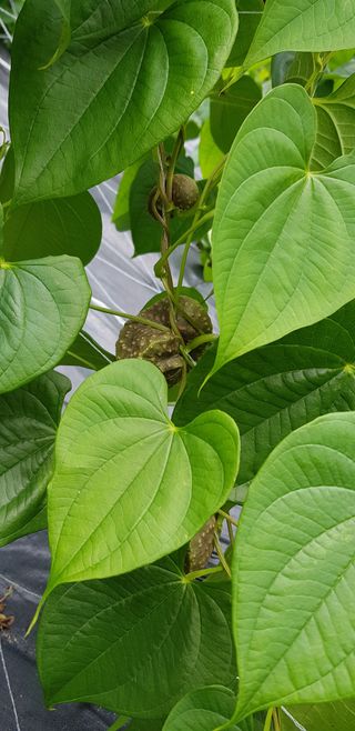 김성종님의 오이 · 병해충상담 작성글 사진