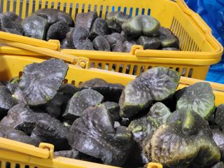 김성종님의 오이 · 병해충상담 작성글 사진