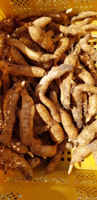 김성종님의 오이 · 병해충상담 작성글 사진