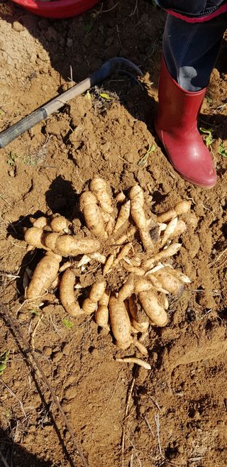 김성종님의 오이 · 병해충상담 작성글 사진