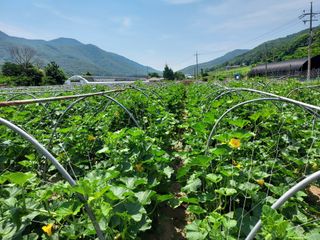 행복한 우아농장님의 호박 · 자유게시판 작성글 사진