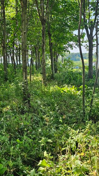 늘푸름(심영보)님의 두릅 · 영농일지 작성글 사진