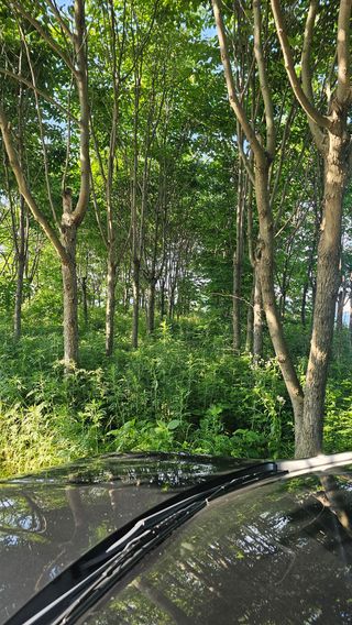 늘푸름(심영보)님의 두릅 · 영농일지 작성글 사진