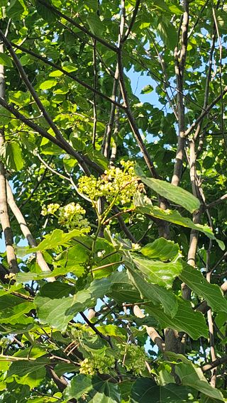 늘푸름(심영보)님의 두릅 · 영농일지 작성글 사진