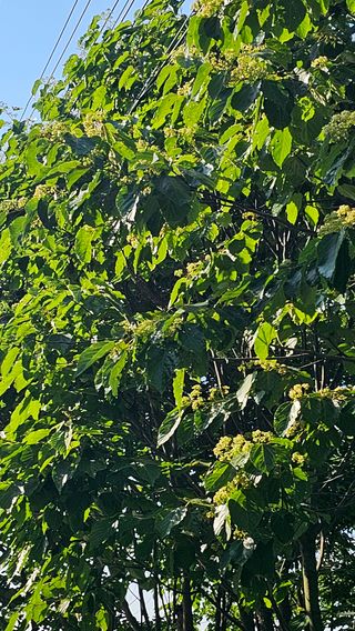 늘푸름(심영보)님의 두릅 · 영농일지 작성글 사진