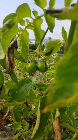 고봉환님의 감자 · 자유게시판 작성글 사진