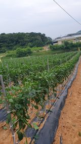 팜모닝 농자재정보·자유게시판 게시글 이미지