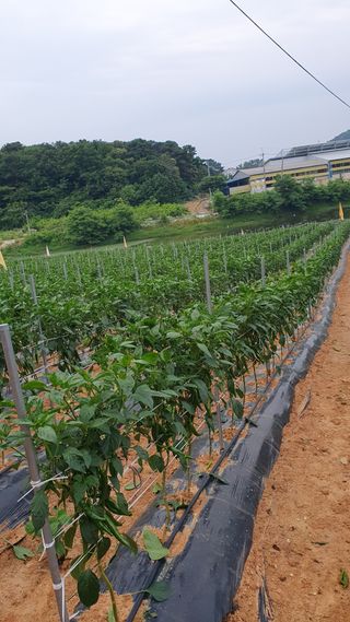 유선경님의 농자재정보 · 자유게시판 작성글 사진