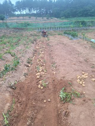 태안까망깜순이아부지님의 감자 · 자유게시판 작성글 사진