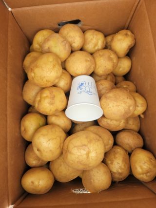 태안까망깜순이아부지님의 감자 · 자유게시판 작성글 사진