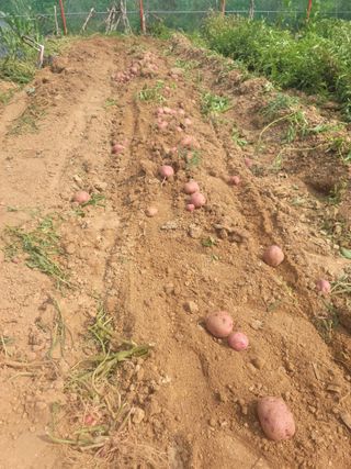 태안까망깜순이아부지님의 감자 · 자유게시판 작성글 사진