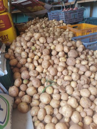 태안까망깜순이아부지님의 감자 · 자유게시판 작성글 사진