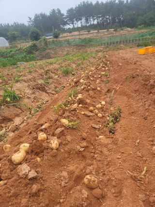 태안까망깜순이아부지님의 감자 · 자유게시판 작성글 사진