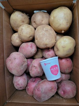 태안까망깜순이아부지님의 감자 · 자유게시판 작성글 사진