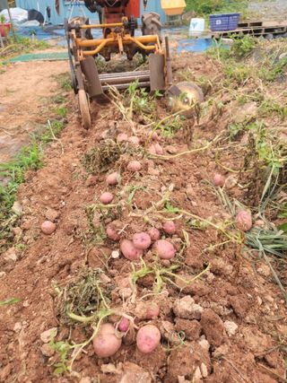 태안까망깜순이아부지님의 감자 · 자유게시판 작성글 사진
