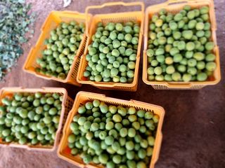 매실이랑 자급자족님의 매실 · 영농일지 작성글 사진