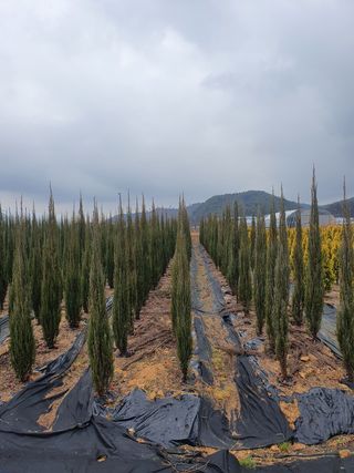 황금농원님의 기타작물 · 병해충상담 작성글 사진