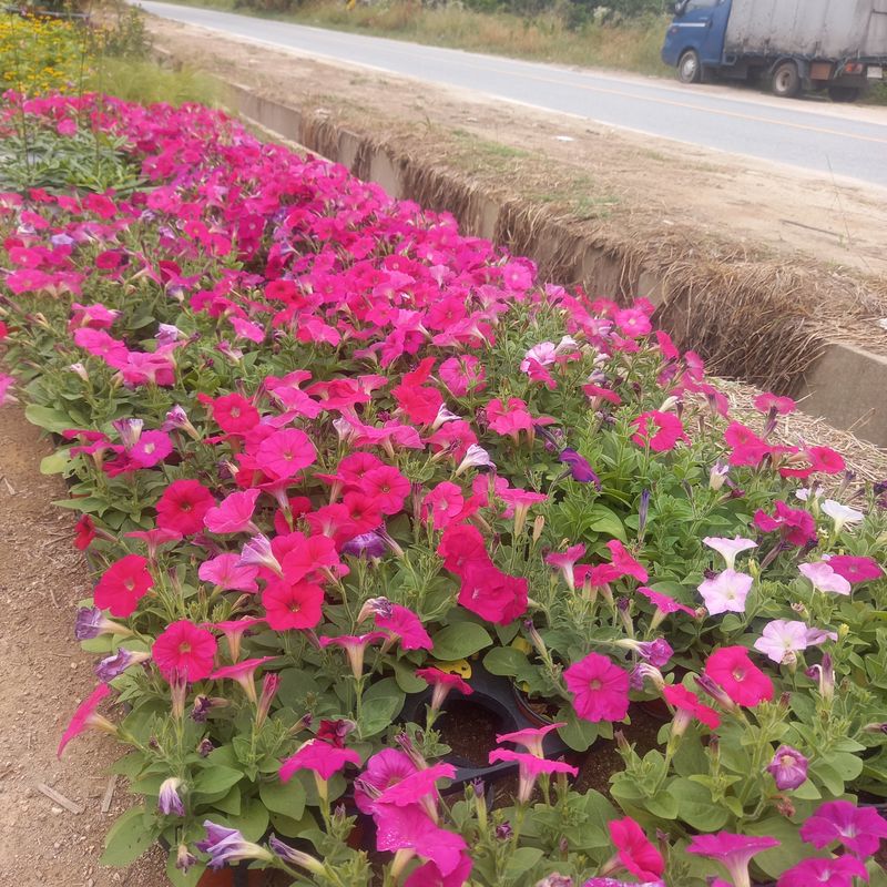 장터 상품 [샤피니아] 썸네일