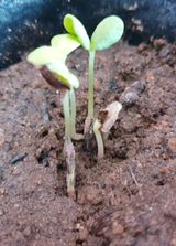 팜모닝 기타작물·병해충상담 게시글 이미지