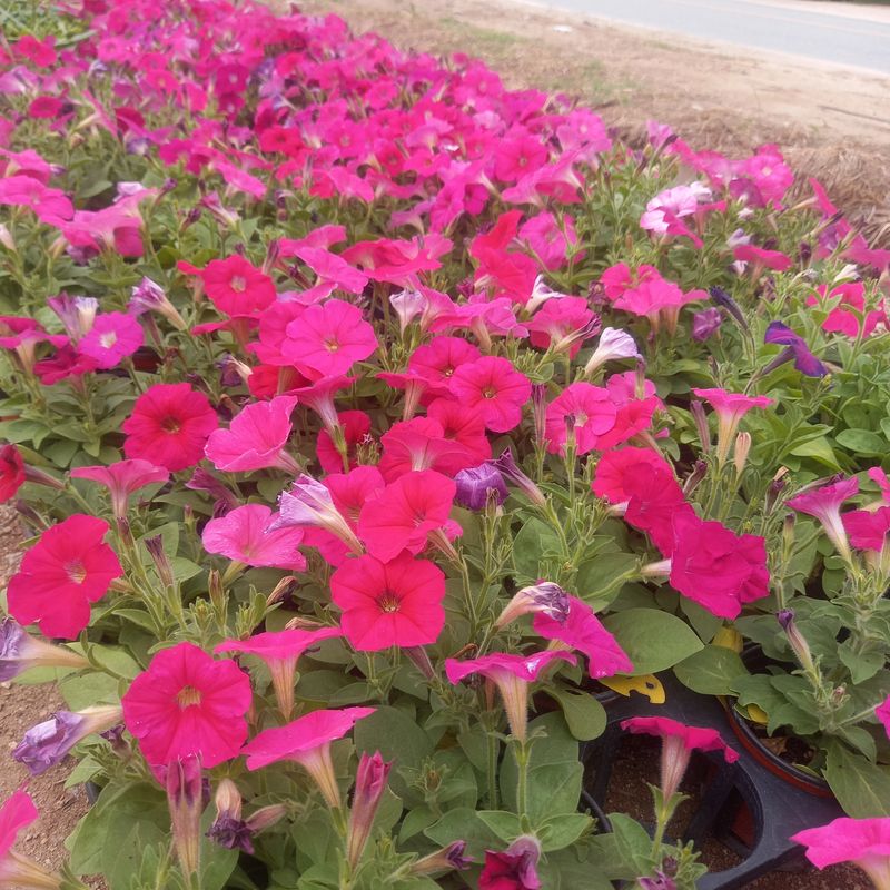 장터 상품 [샤피니아] 썸네일