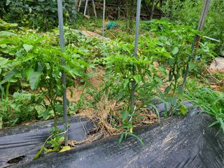 고갑윤님의 고추 · 병해충상담 작성글 사진