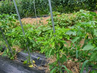 고갑윤님의 고추 · 병해충상담 작성글 사진