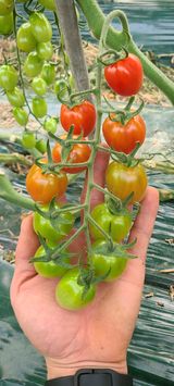 팜모닝 토마토·병해충상담 게시글 이미지