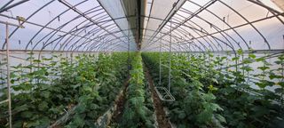 청춘농부님의 토마토 · 병해충상담 작성글 사진