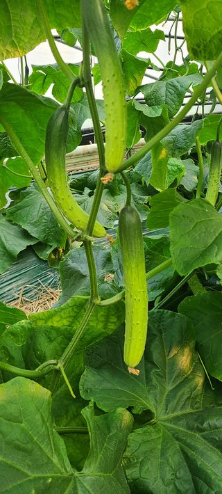 청춘농부님의 토마토 · 병해충상담 작성글 사진