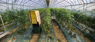 청춘농부님의 토마토 · 병해충상담 작성글 사진