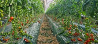 청춘농부님의 토마토 · 병해충상담 작성글 사진