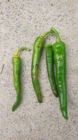 팜모닝 고추·병해충상담 게시글 이미지