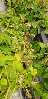 팜모닝 감자·병해충상담 게시글 이미지