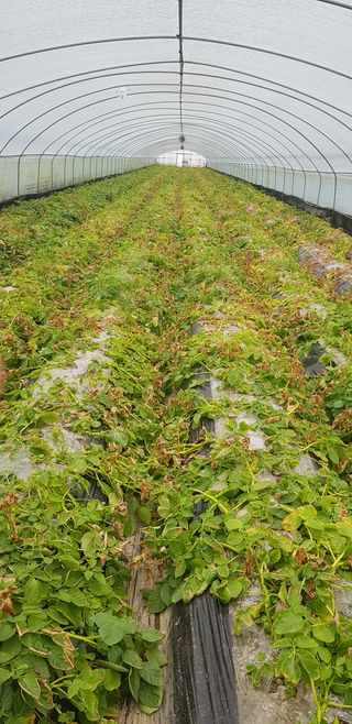 손영기님의 감자 · 병해충상담 작성글 사진