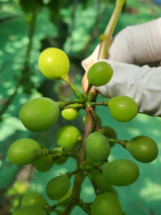 ojh님의 포도 · 병해충상담 작성글 사진