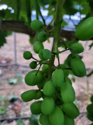 ojh님의 포도 · 병해충상담 작성글 사진