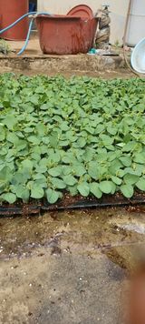 팜모닝 자유주제·자유게시판 게시글 이미지