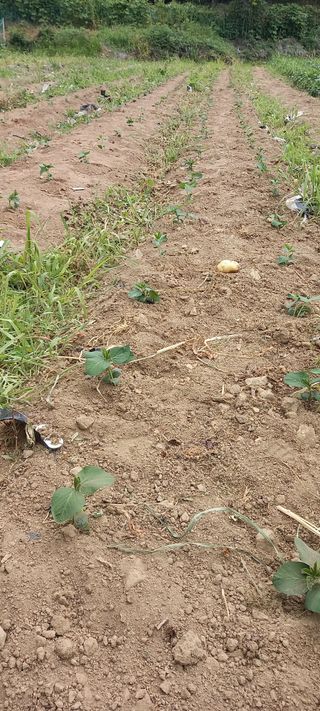 고병길님의 자유주제 · 자유게시판 작성글 사진