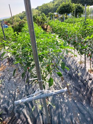 덕촌님의 고추 · 지주설치•유인•성장 작성글 사진